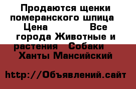 Продаются щенки померанского шпица › Цена ­ 45 000 - Все города Животные и растения » Собаки   . Ханты-Мансийский